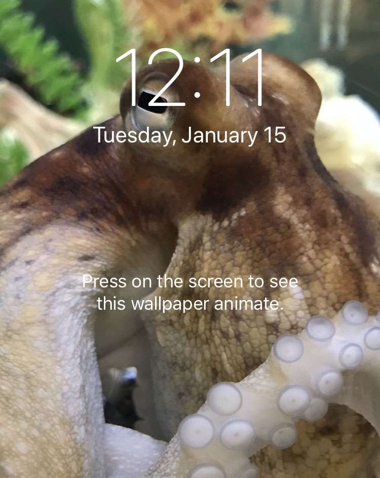 Make your own Dynamic Wallpapers on iPhone