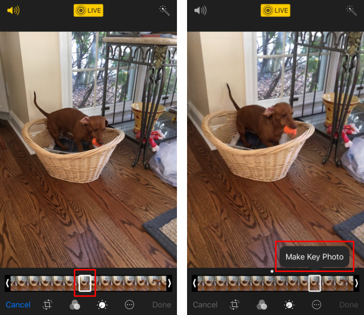 How to cut Live Photos and change the key photo on iPhone and iPad.