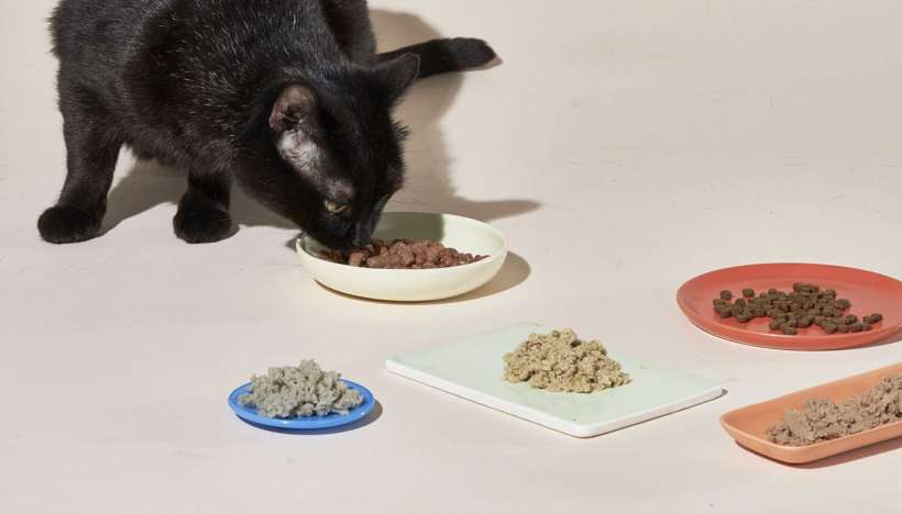 How to order dog / cat / pet food online from iPhone and iPad. How to order dog / cat / pet food online from iPhone and iPad.